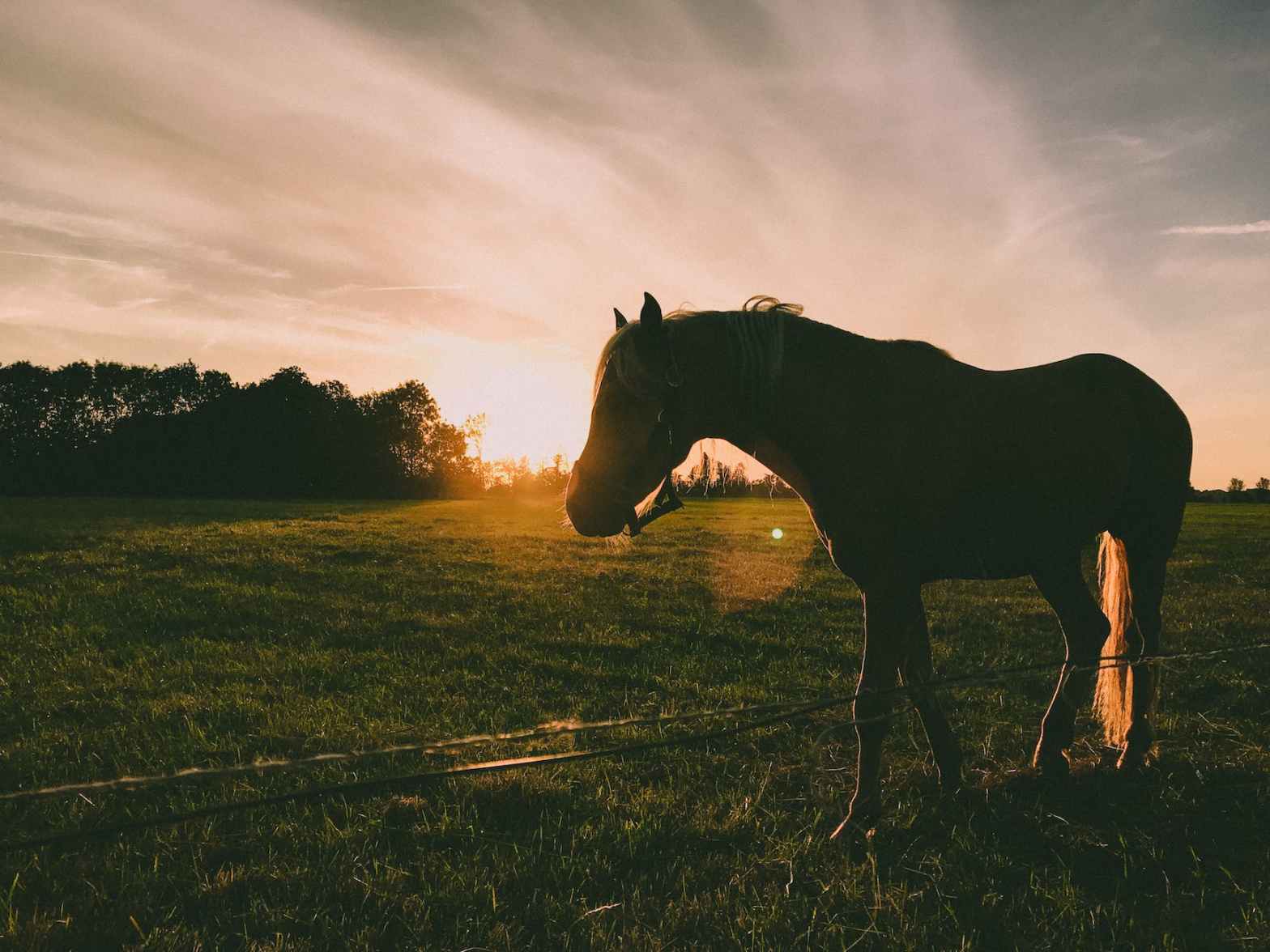 Spring Equine Wellness&nbsp;Recommendations